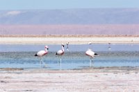 In dieser Salzwüste leben auch Flamingos.